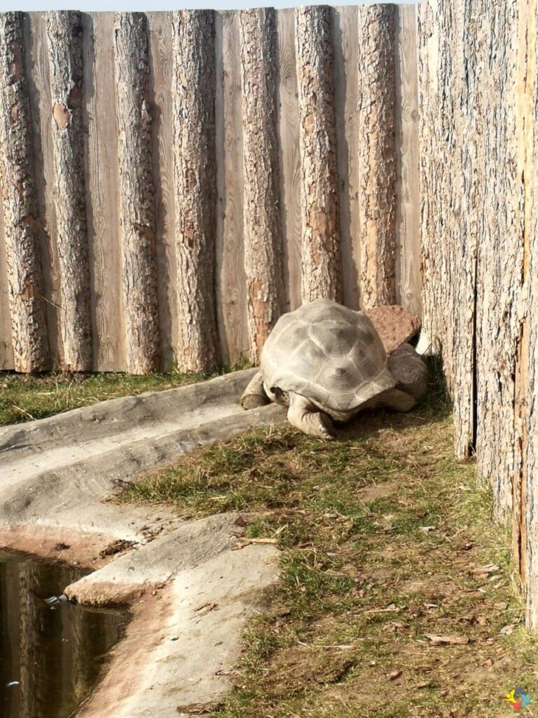 Foto 1 von 22: Krokodille-Zoo und Møns Klint