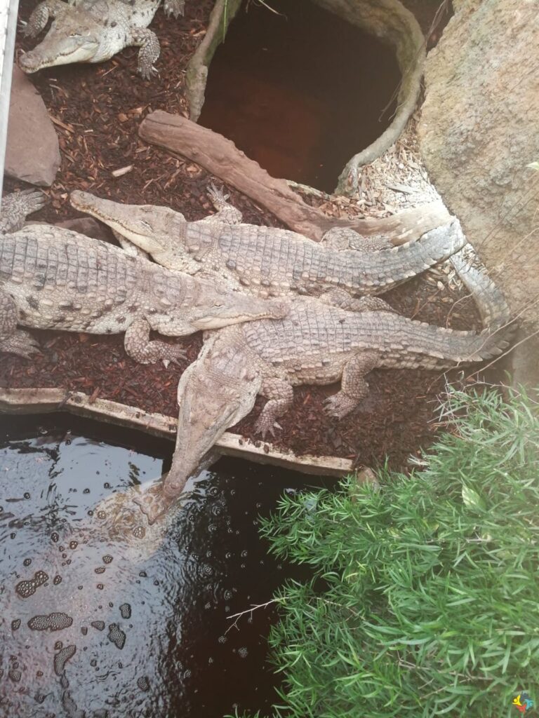 Foto 9 von 22: Krokodille-Zoo und Møns Klint