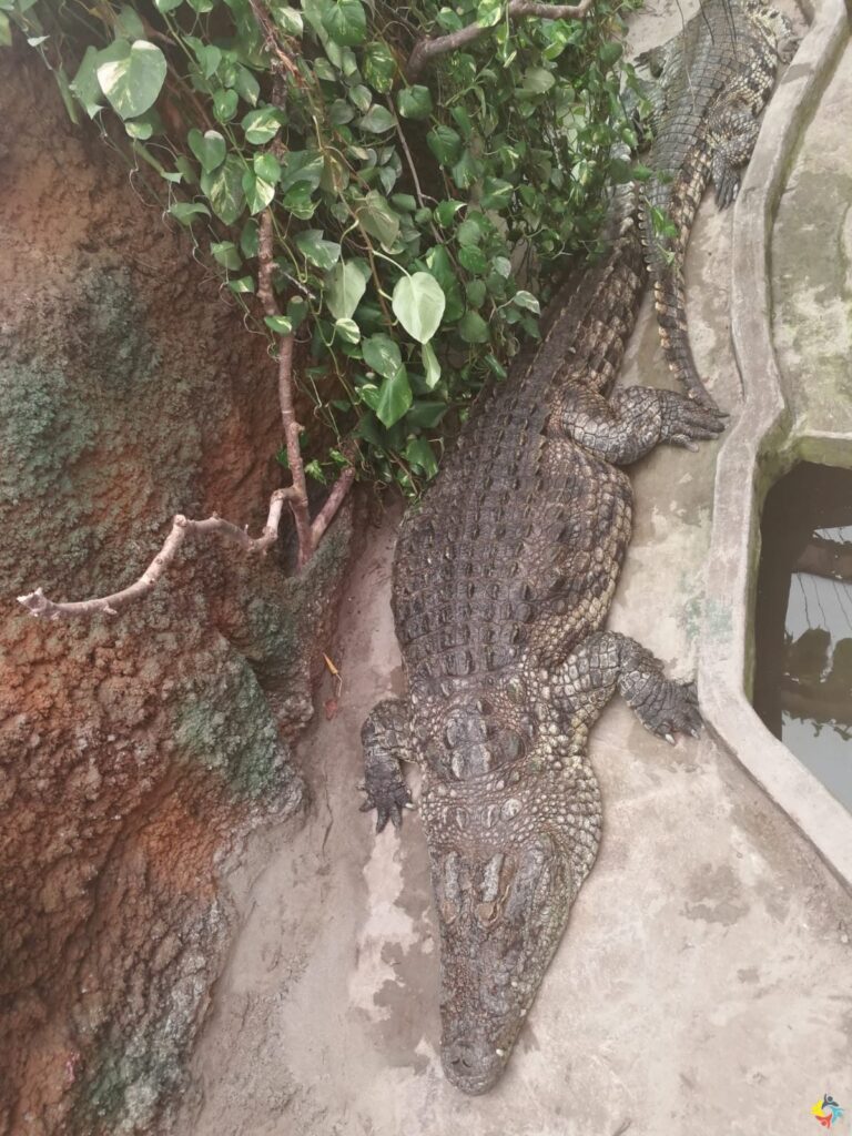Foto 8 von 22: Krokodille-Zoo und Møns Klint