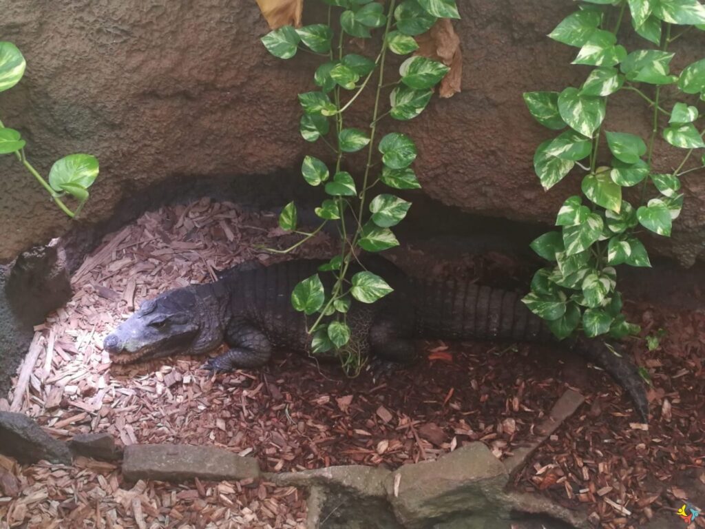 Foto 15 von 22: Krokodille-Zoo und Møns Klint