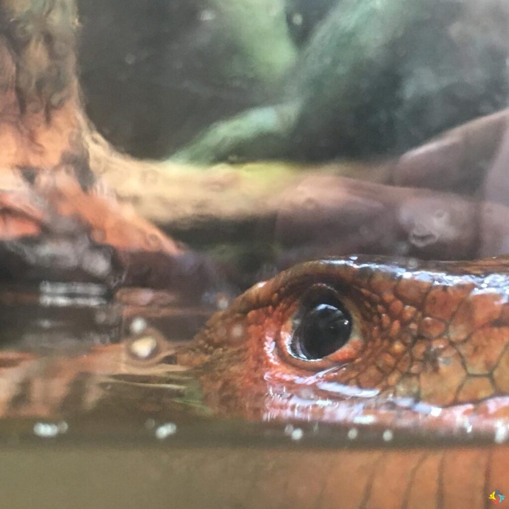 Foto 18 von 22: Krokodille-Zoo und Møns Klint
