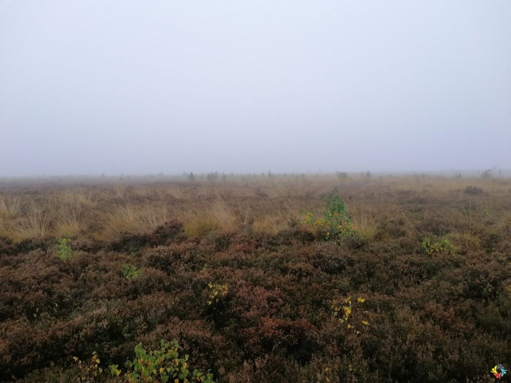 Foto 10 von 19: Projekttag in der Natur