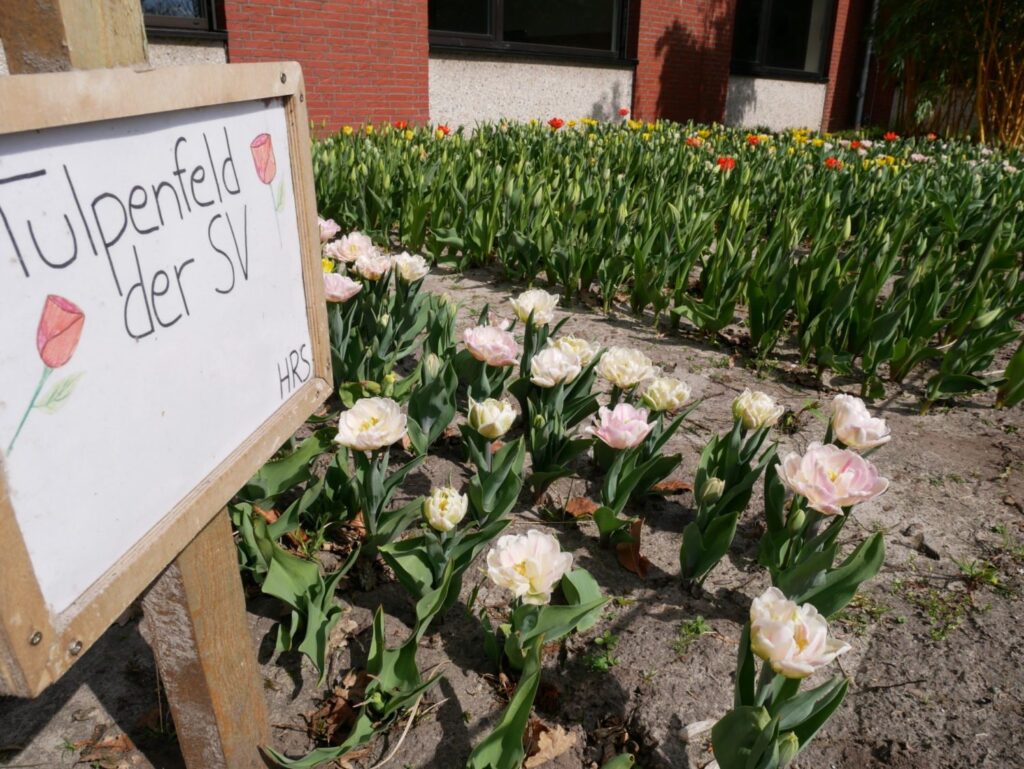 Foto zum Beitrag: Aktion „Tulpen für Brot“
