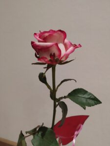 Foto zum Beitrag: Rosenaktion