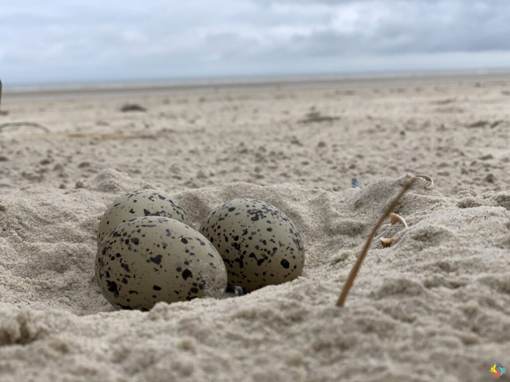 Foto 11 von 29: Wangerooge lässt grüßen!
