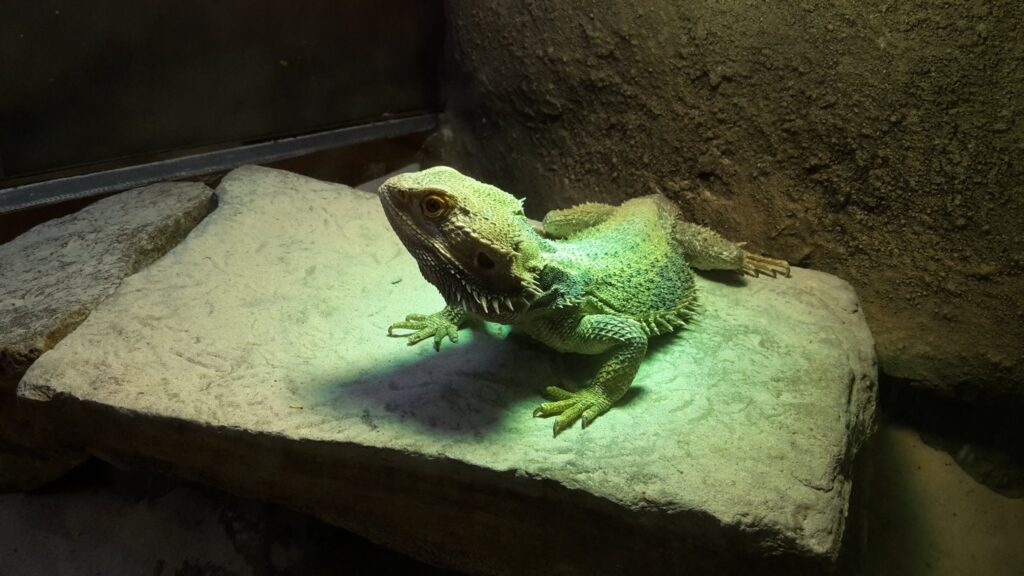 Bartagame aus dem Schulvivarium auf einem Stein im Terrarium